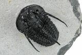 Cyphaspis Walteri With Gerastos Trilobite - Mrakib, Morocco #254159-1
